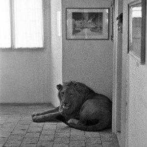 Az Állatkert Bátor nevű hím oroszlánja fekszik a Kiscelli Múzeum folyosóján, ahol a Balázs Béla Stúdió Kedd című legújabb kisfilmjének egyik jelenetét forgatják, Budapest, 1963. szeptember 14. MTVA/MTI fotóarchívum/Bojár Sándor