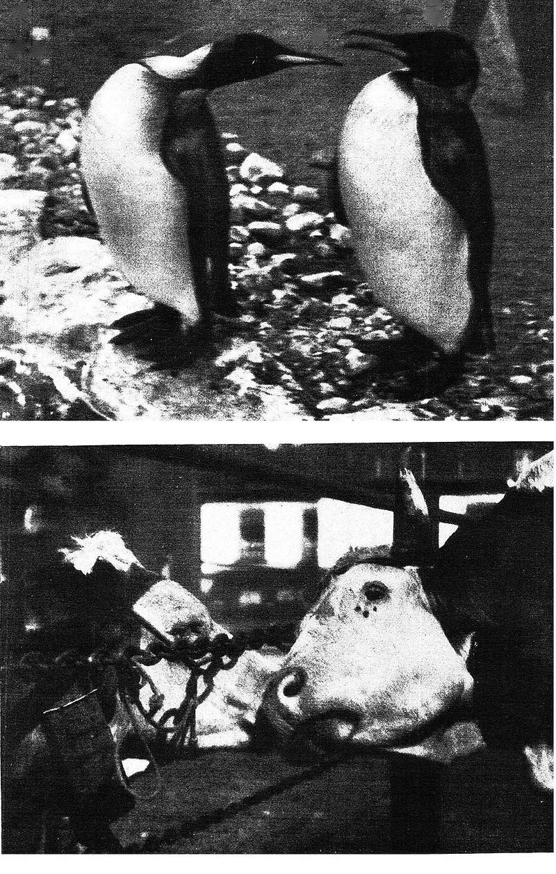 Munkácsi Márton: A szerelemről. Pingvinek; Nora Dumas: A szerelemről. Szarvasmarhák [Der Querschnitt], 1931/11. (nov.) 740. oldal utáni első műmelléklet
